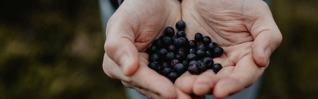 Guide to foraging - what to pick, wild recipe ideas and more