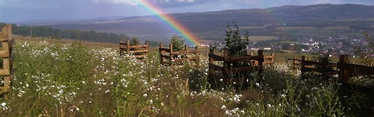 Free Rewilding Scottish Wild Flower Seed mix with every Online purchase