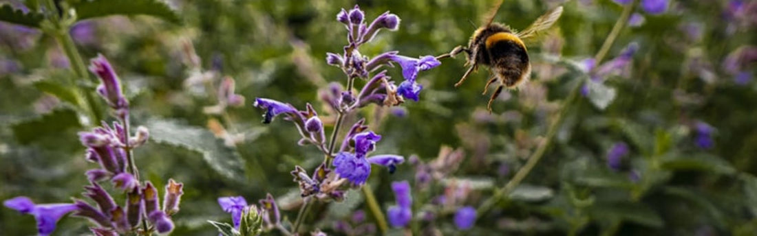 Top botanical gardens to visit in Scotland