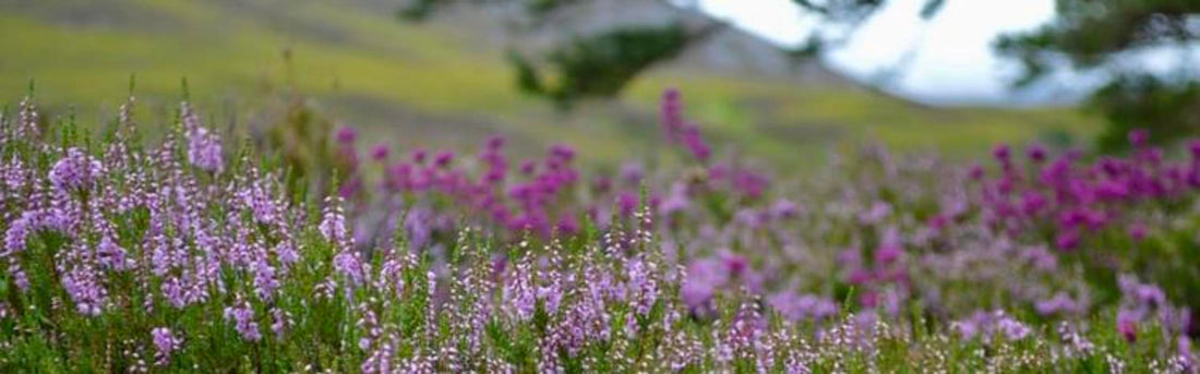 Native Flowers of Scotland