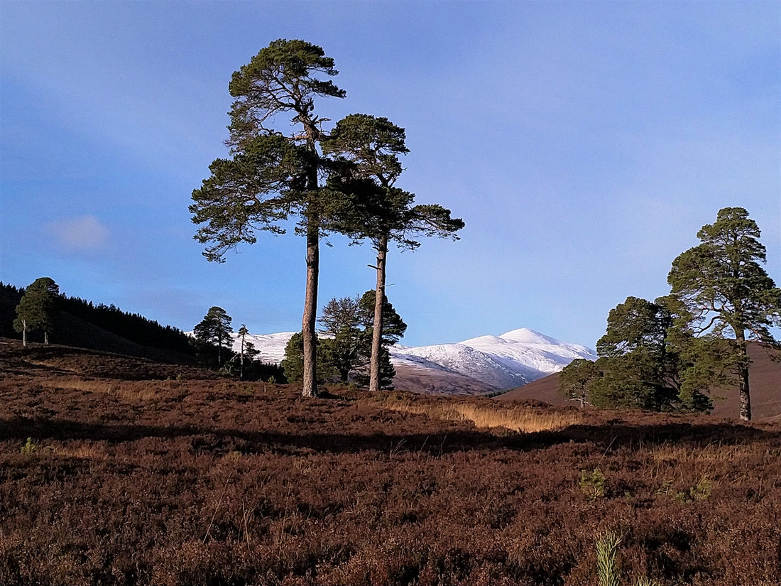 Scottish Animals: The Wild Creatures and Habitats of Scotland