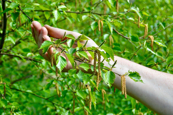 Reawakening - February 2026 - Marian Bruce