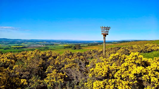 Spikey Spring - March  2026 - Marian Bruce