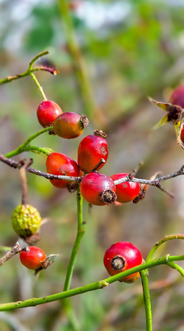 rosehips