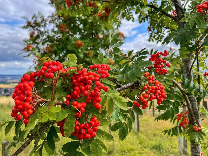 rowan berries on a tree side view