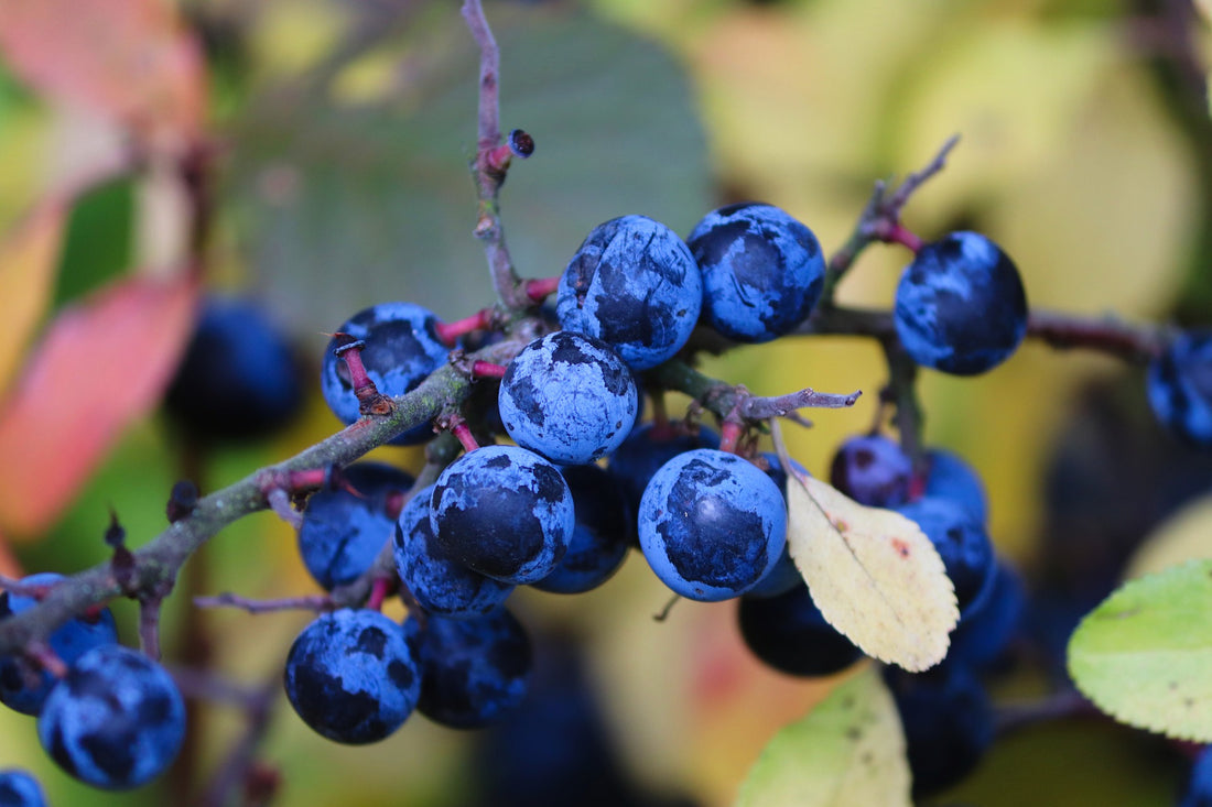 The Essence of Sloe Berry