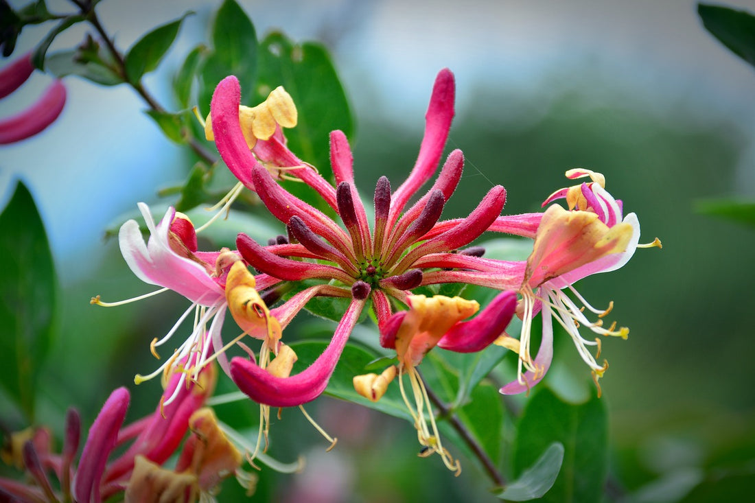 The Essence of Honeysuckle