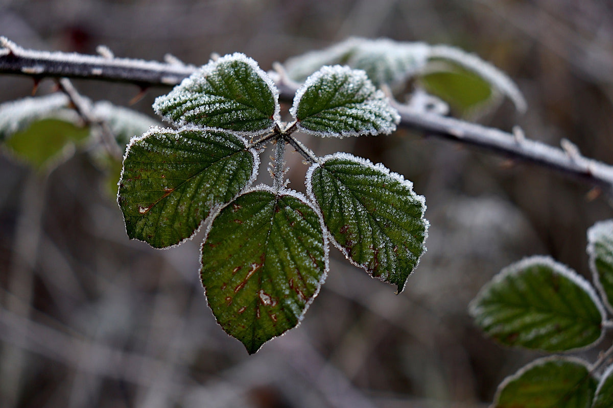 The Essence of Bramble – Highland Boundary
