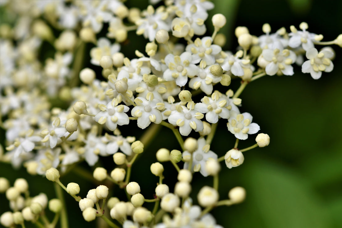 The Essence of Elderflower