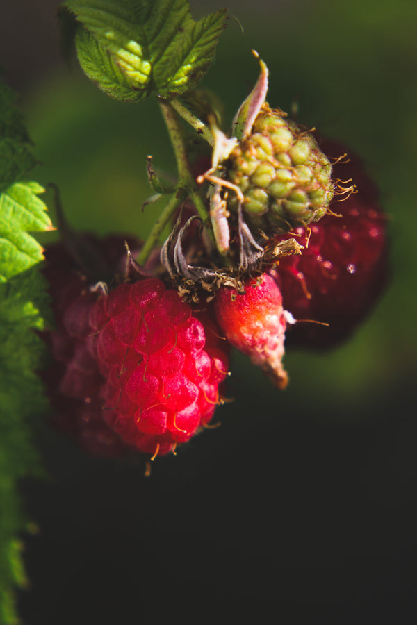 Midsummer Berry Madness - June 2026 - Marian Bruce