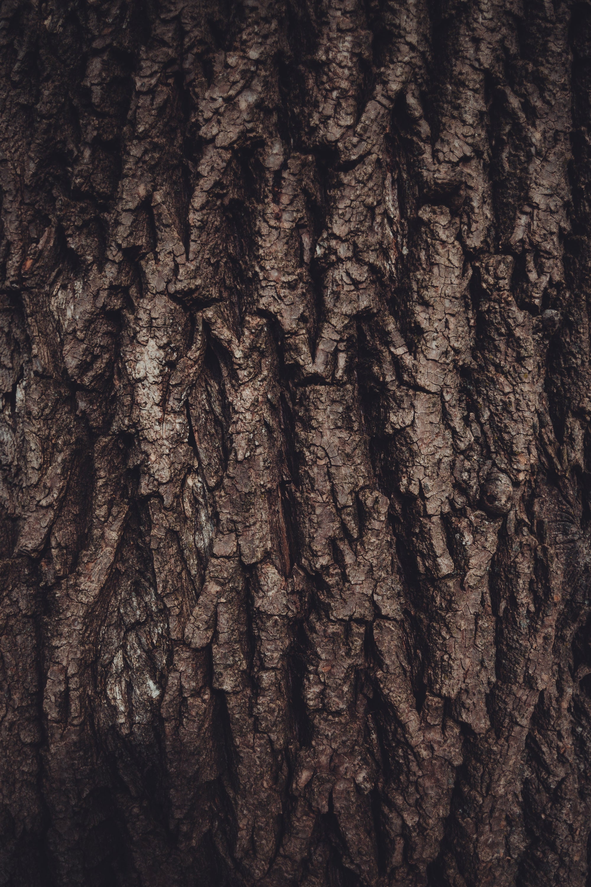I'm in love with the Elder Tree - May 2026 - Marian Bruce