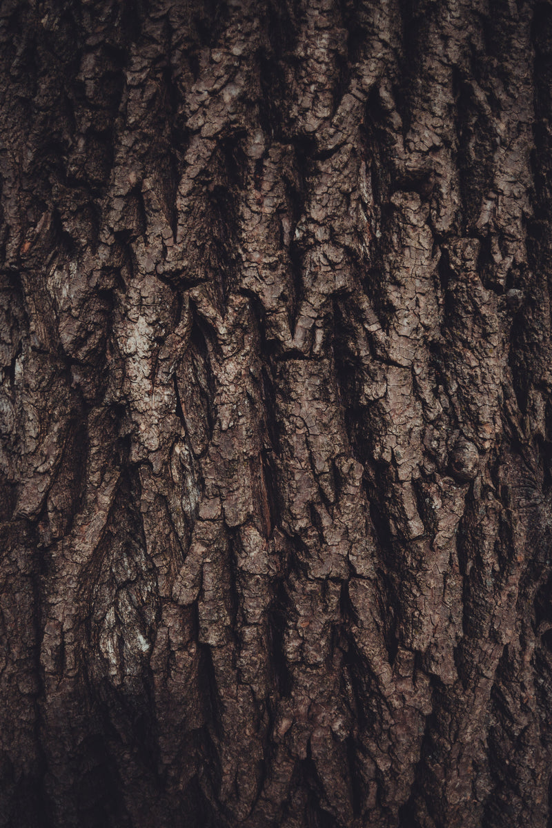 I'm in love with the Elder Tree - May 2026 - Marian Bruce