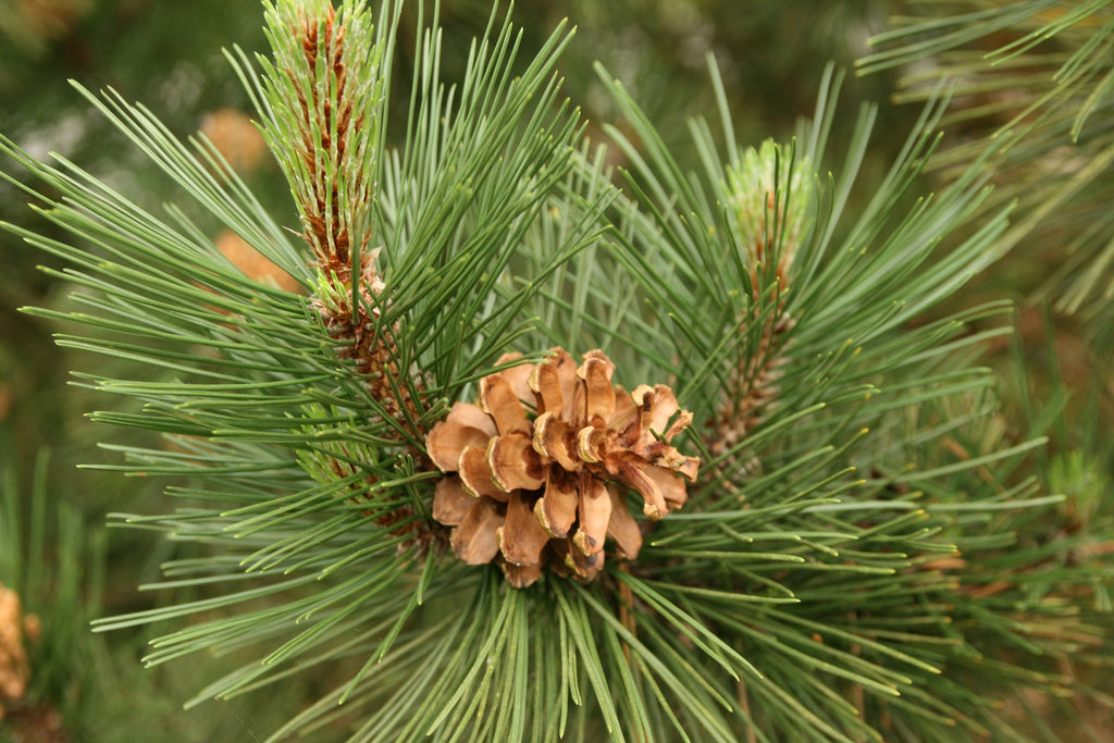 Essence of Scots Pine