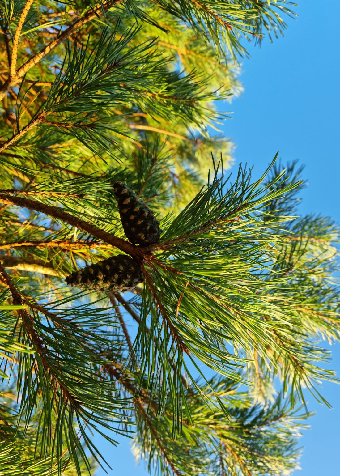 Resolved to the Wild Way- January 2026 - Marian Bruce