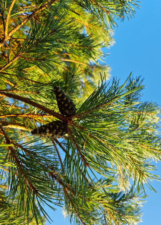 Resolved to the Wild Way- January 2026 - Marian Bruce