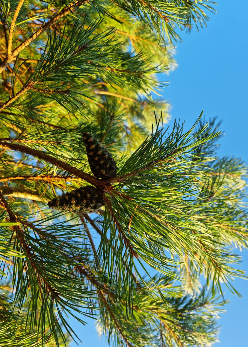 Resolved to the Wild Way- January 2026 - Marian Bruce