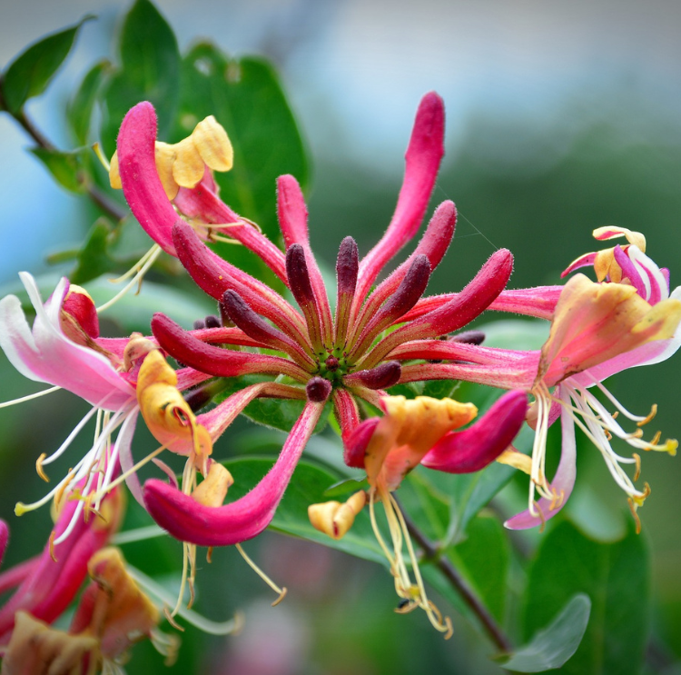 Honeysuckle HD closeup image