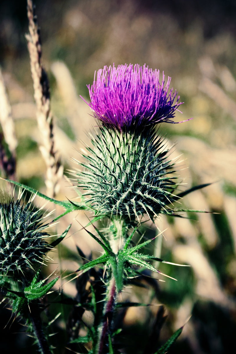 Scottish thistle closeup shot